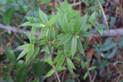 Gaultheria phillyreifolia