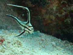 Pareques acuminatus