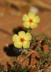 Tribulus zeyheri