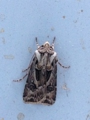 Agrotis vestigialis