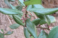 Gaultheria insana