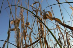 Stipagrostis ciliata