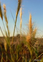 Aristida meridionalis