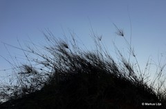 Stipagrostis amabilis