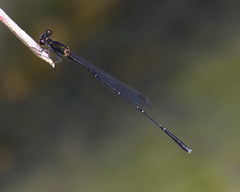 Prodasineura autumnalis
