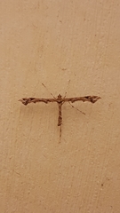 Amblyptilia acanthadactyla