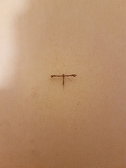 Amblyptilia acanthadactyla