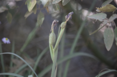 Iris hartwegii australis