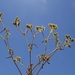 Valerianella muricata - Photo (c) יאיר אור, algunos derechos reservados (CC BY-NC-SA), subido por יאיר אור