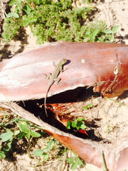 Holbrookia propinqua