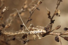 Brachyinsara hemiptera