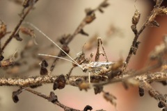 Brachyinsara hemiptera