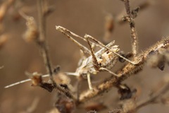 Brachyinsara hemiptera
