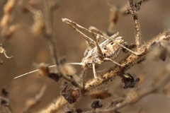 Brachyinsara hemiptera