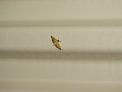 Diacme elealis