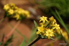 Lasiosiphon capitatus