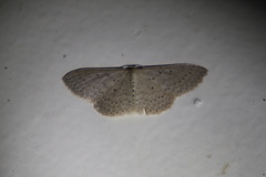 Scopula sublinearia