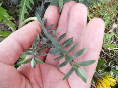 Magnoliopsida