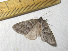 Melanolophiini