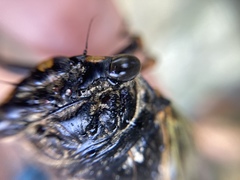 Cryptotympana facialis