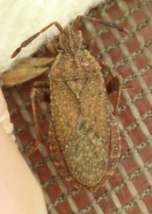 Ceraleptus pacificus