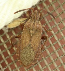 Ceraleptus pacificus