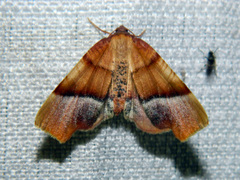 Plagodis phlogosaria