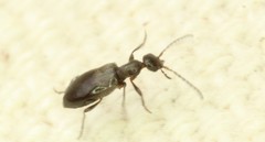 Ischyropalpus