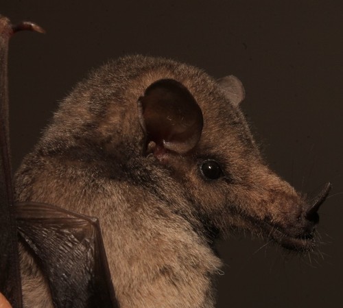 Mexican Long-tongued Bat