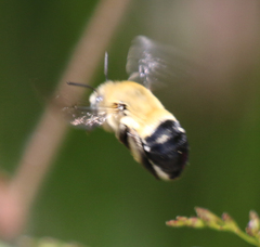 Anthophora montana