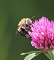 Anthophora montana
