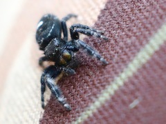 Phidippus audax