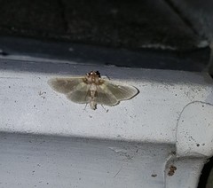 Apilocrocis brumalis