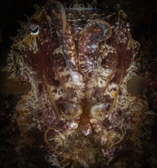 Sepia plangon