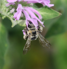 Anthophora occidentalis