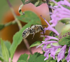 Anthophora occidentalis