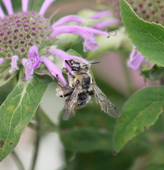 Anthophora occidentalis