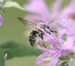 Anthophora occidentalis