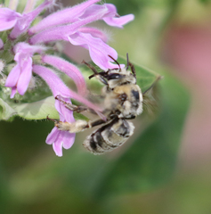 Anthophora occidentalis