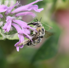 Anthophora occidentalis