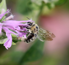 Anthophora occidentalis