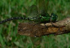 Coryphaeschna viriditas