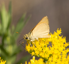 Ochlodes sylvanoides omnigena