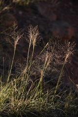 Muhlenbergia pungens