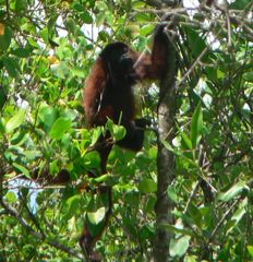 Alouatta macconnelli