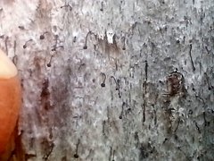 Chaenotheca brunneola