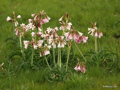 Crinum bulbispermum
