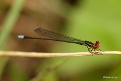 Pseudagrion hageni