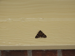 Melipotis perpendicularis