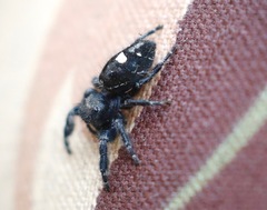 Phidippus audax